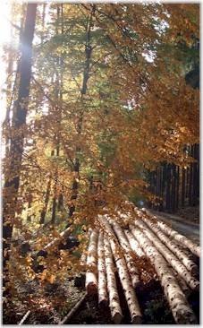 Herbst im Seulingswald